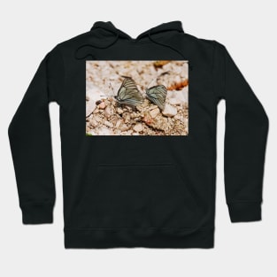 Aporia Crataegi Butterflies Hoodie